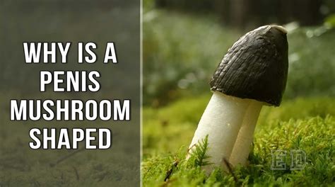 penis mushroom head|Penis: 20 Different Types, Shapes, and Things to Know